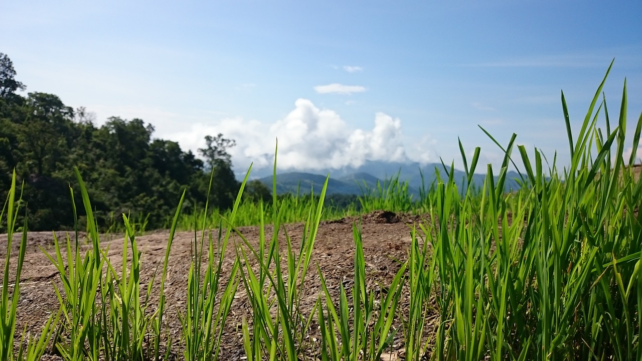 landscape grass clouds free photo