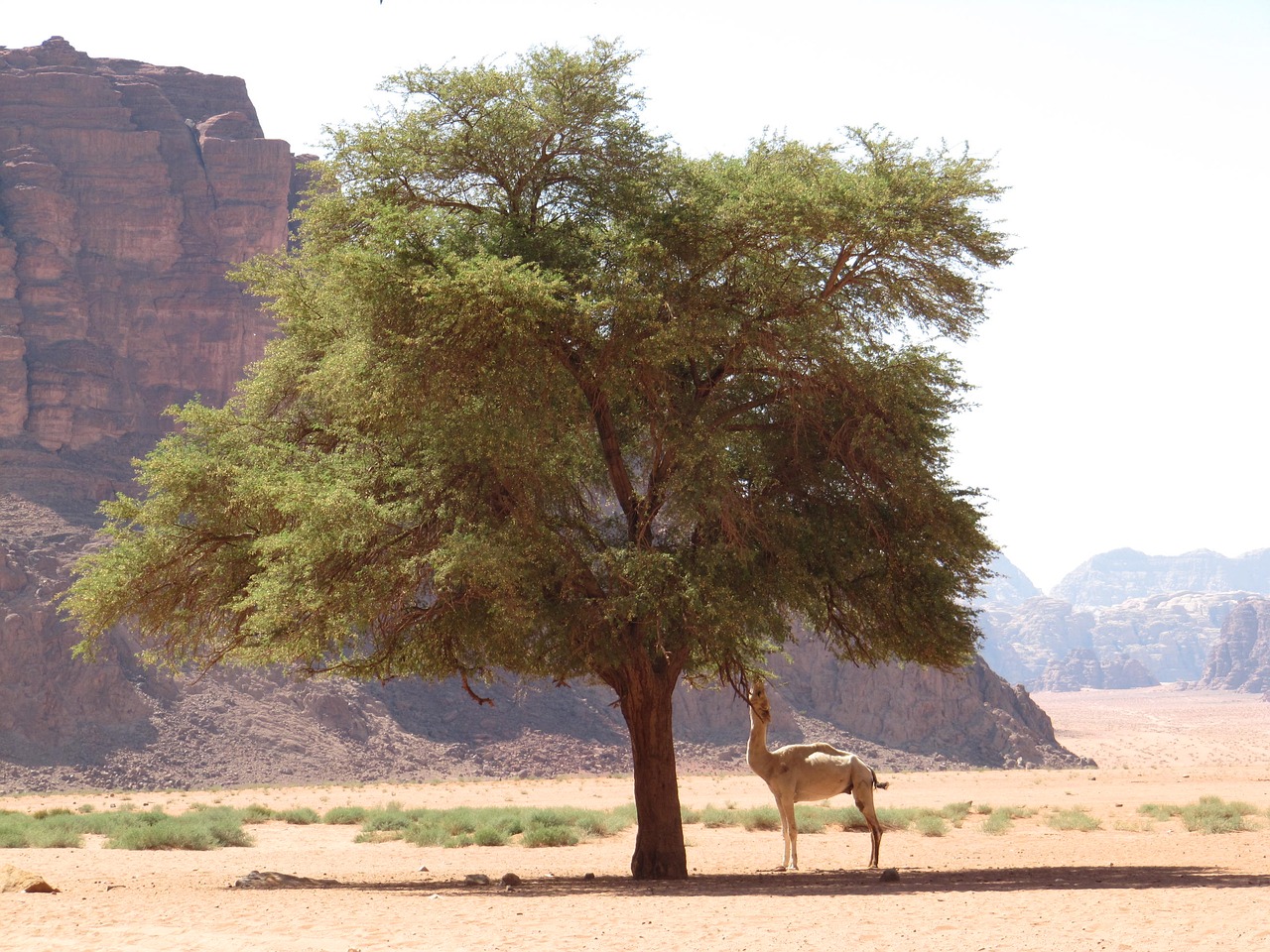 jordan desert nature free photo