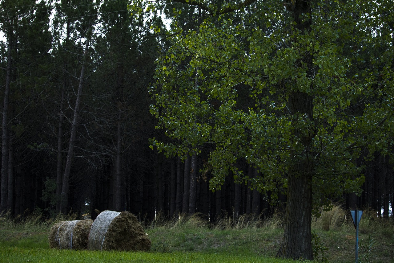 landscape field wild free photo