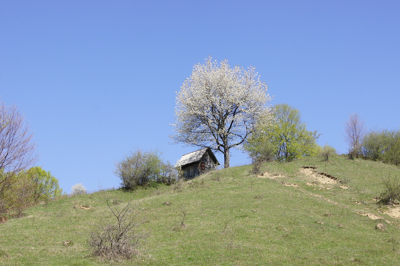 landscape hill tree free photo