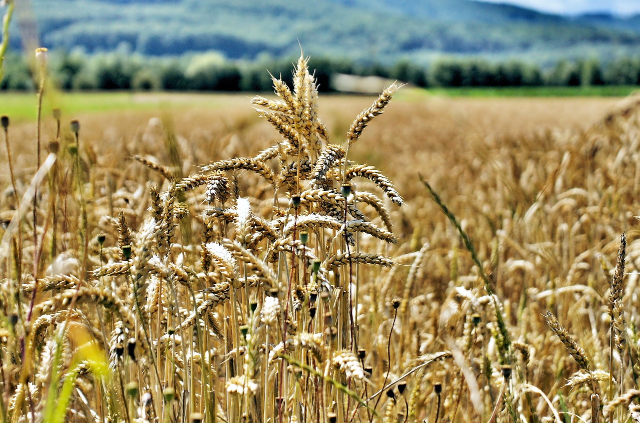 landscape corn agriculture free photo