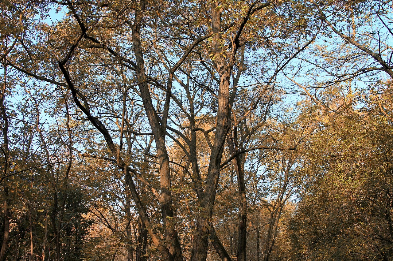 landscape forest autumn forest free photo