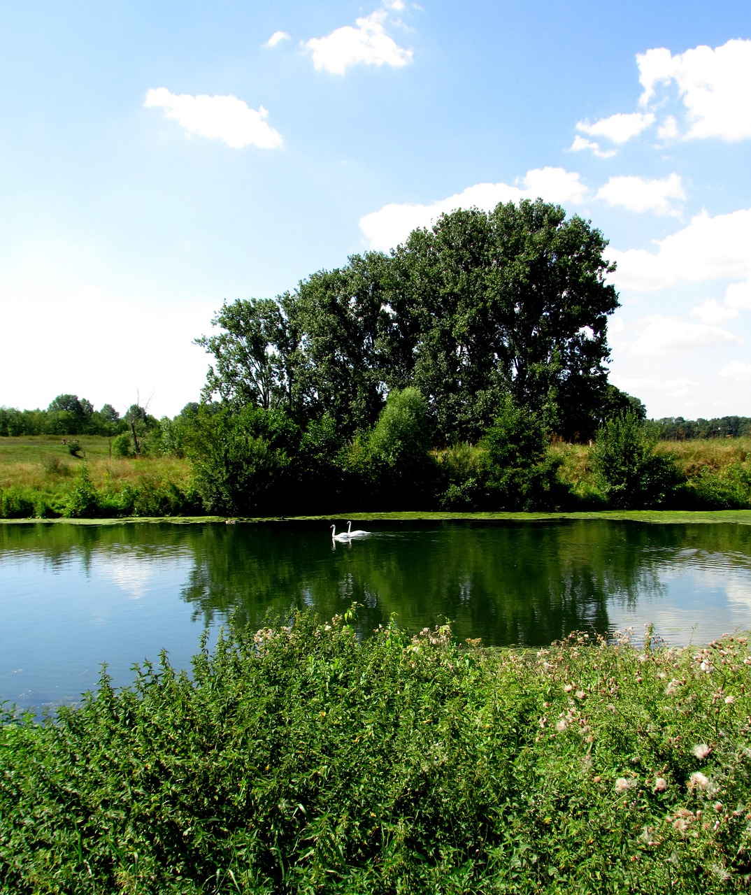 landscape nature tree free photo