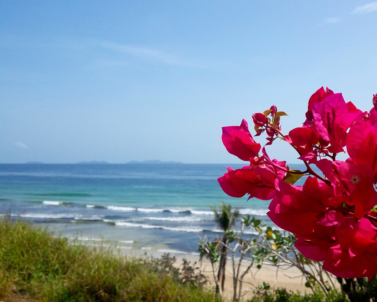 bougainvillea blue sky landscape free photo