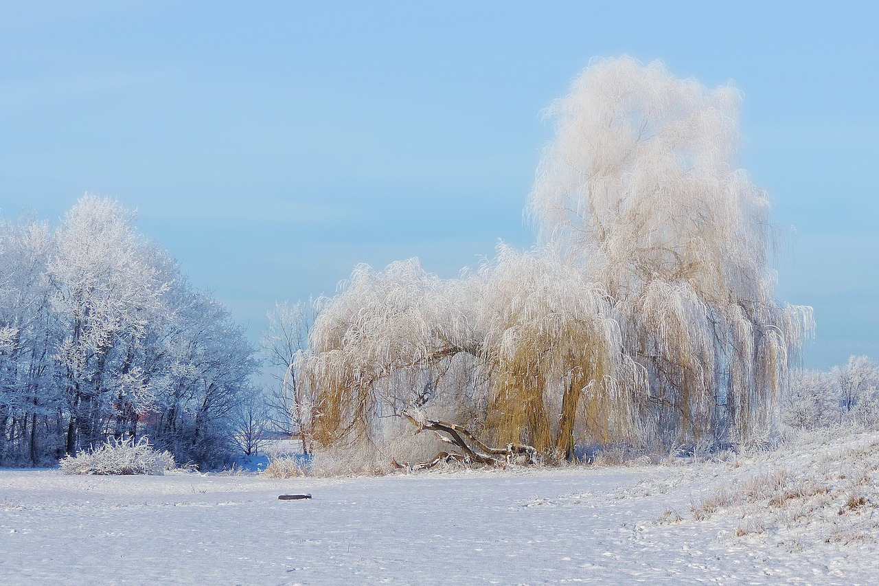 landscape tree pasture free photo