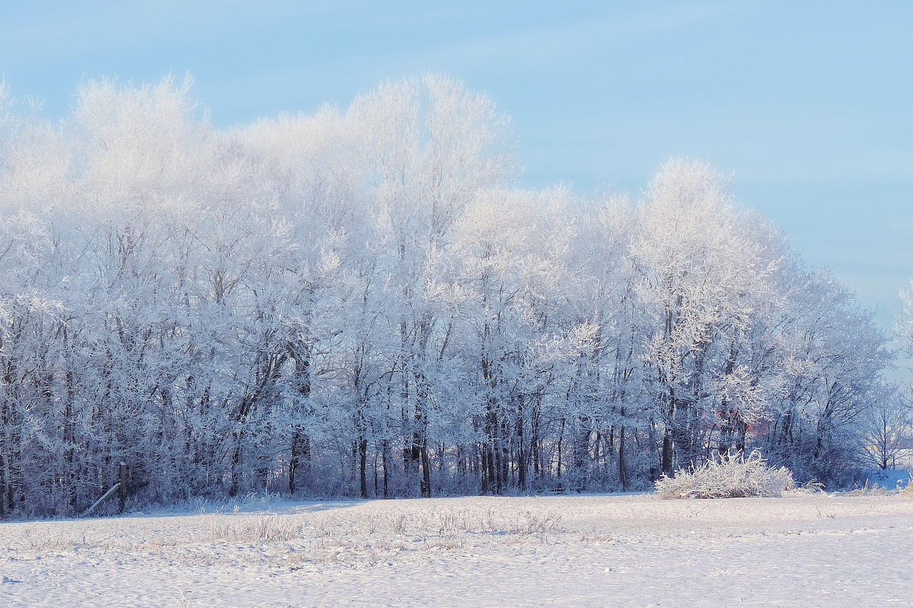landscape trees winter impressions free photo