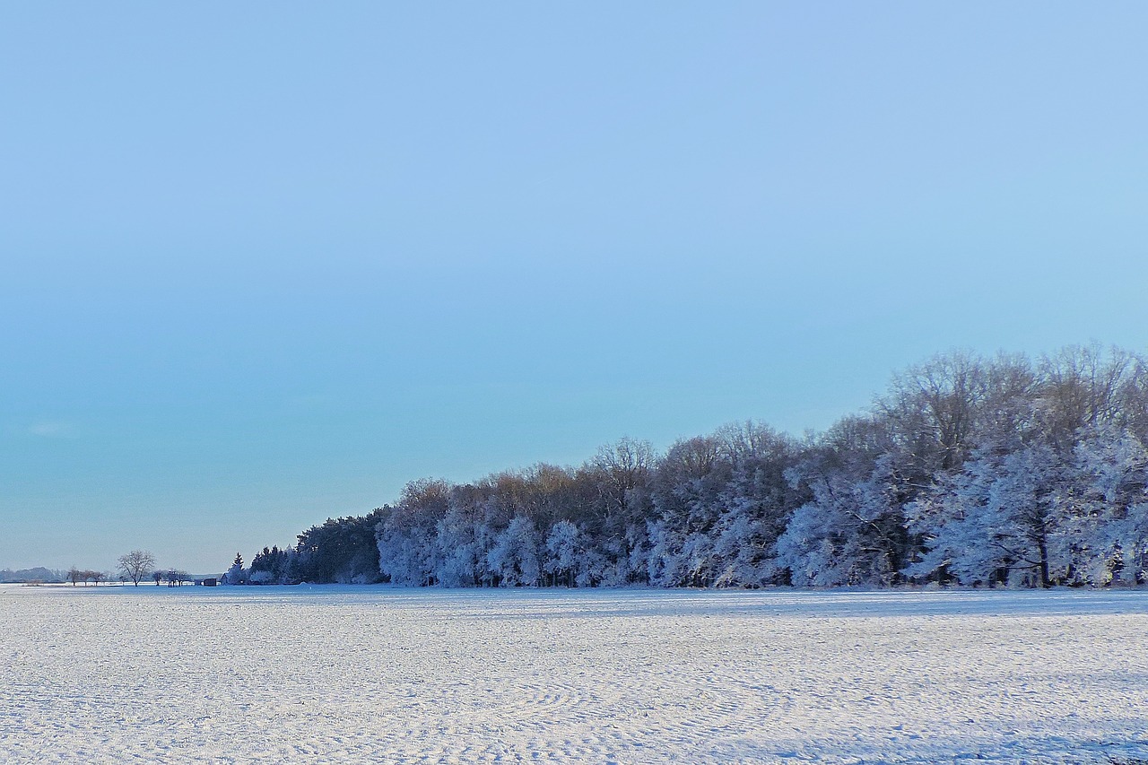 landscape trees winter impressions free photo