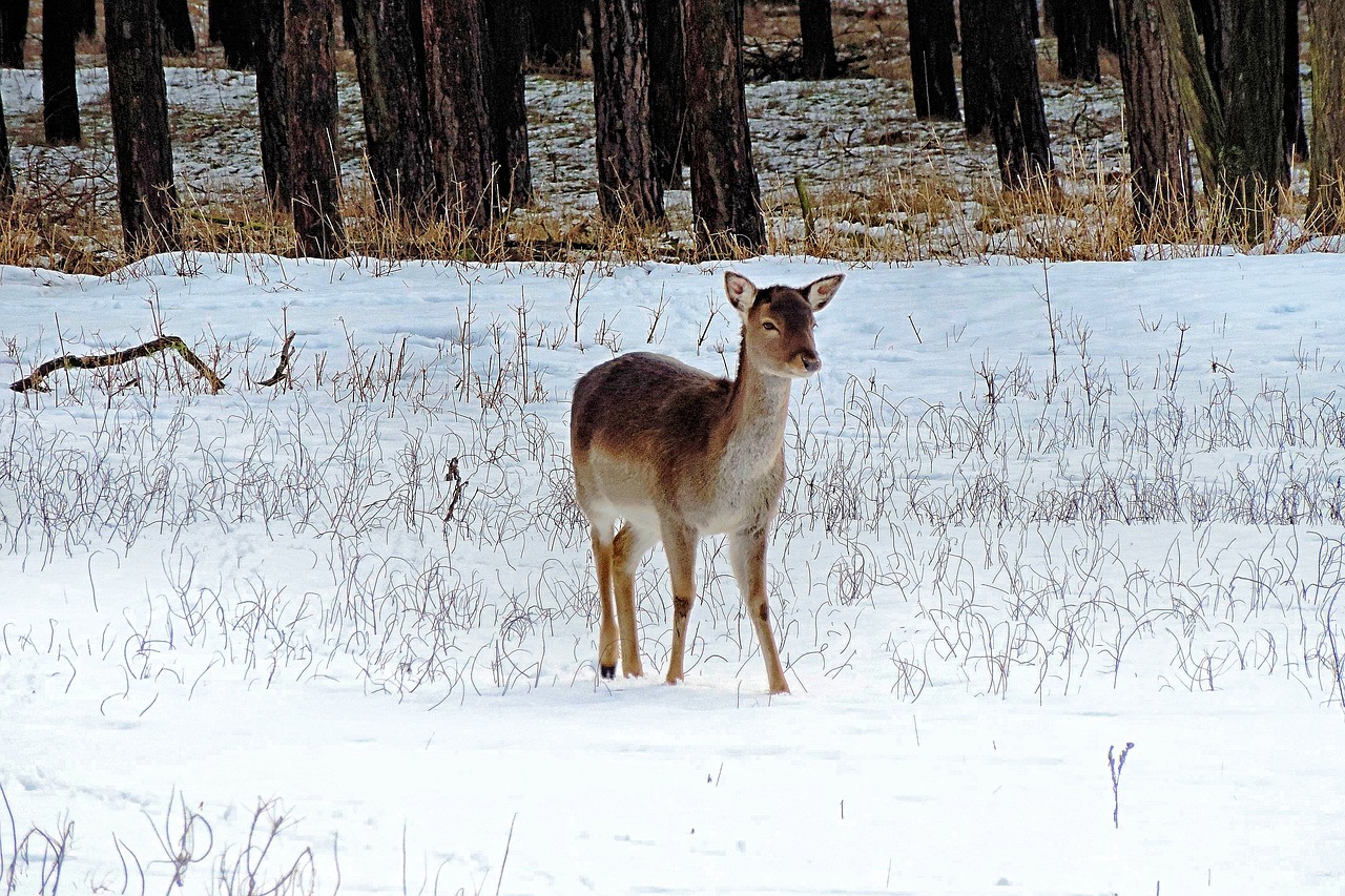 landscape roe deer winter impressions free photo