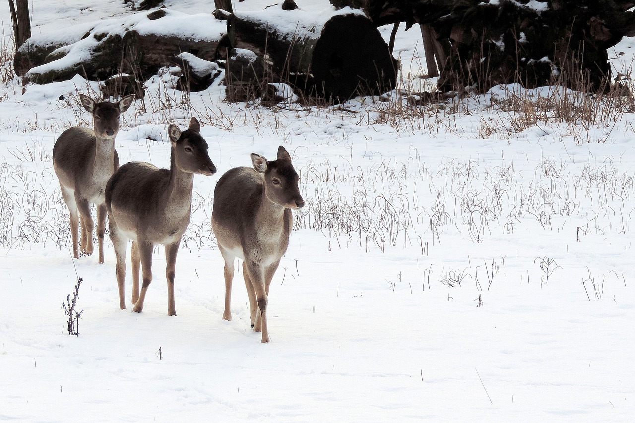 landscape deer winter impressions free photo
