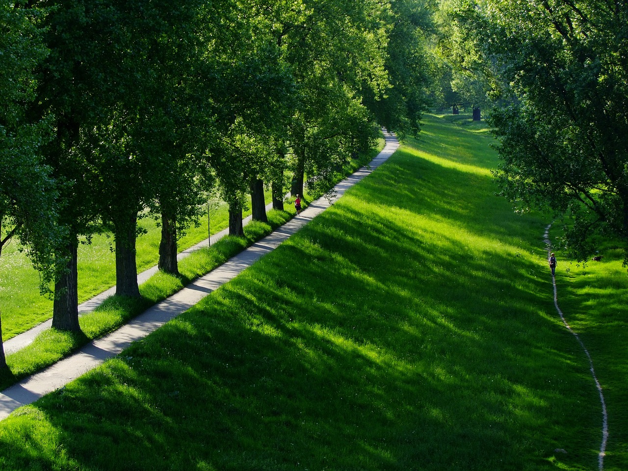 landscape trees row of trees free photo