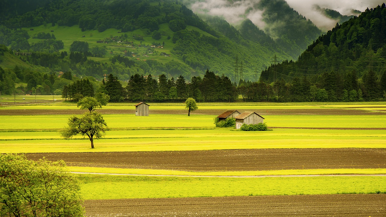 landscape meadow field free photo