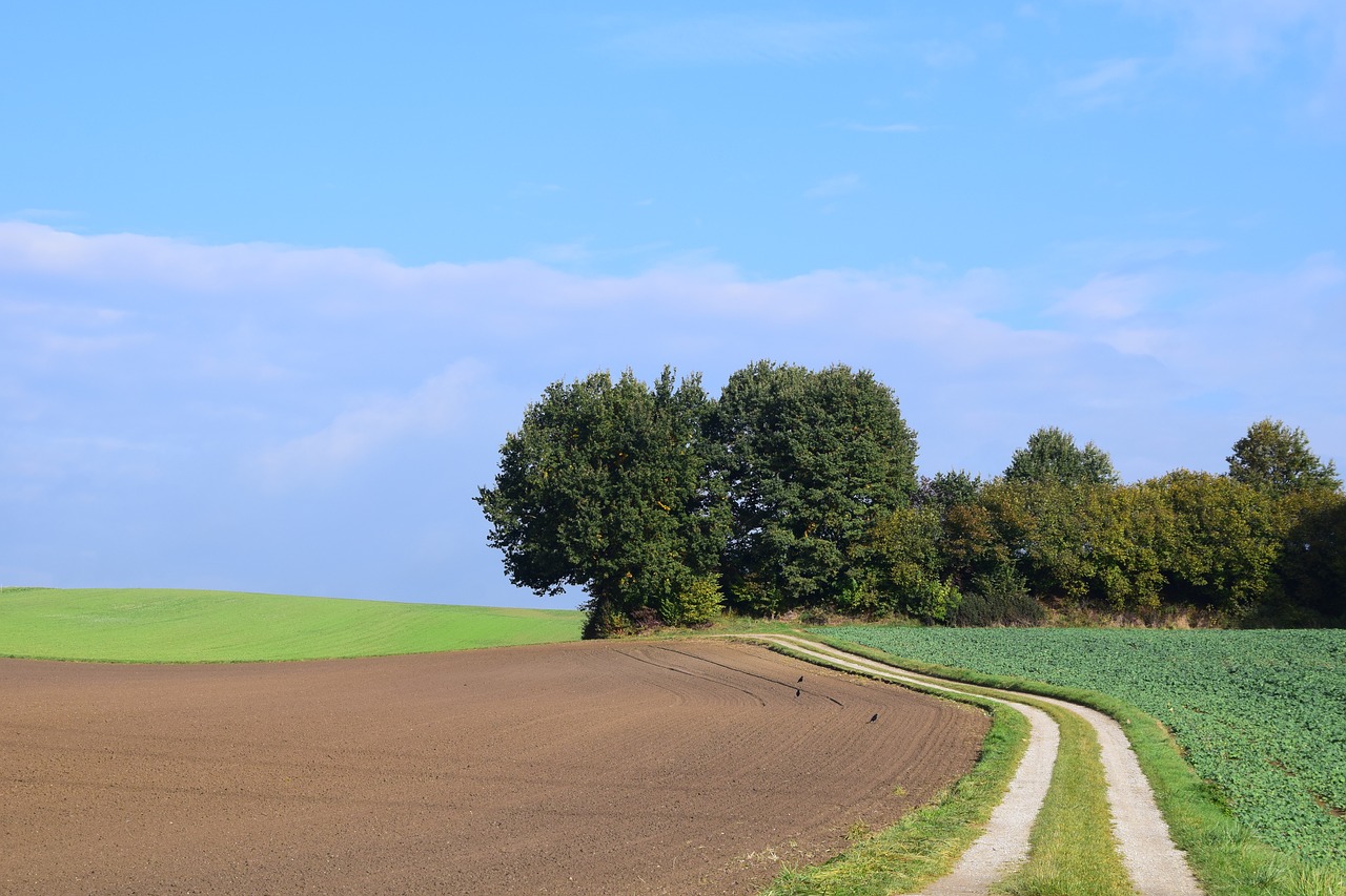 landscape trees nature free photo