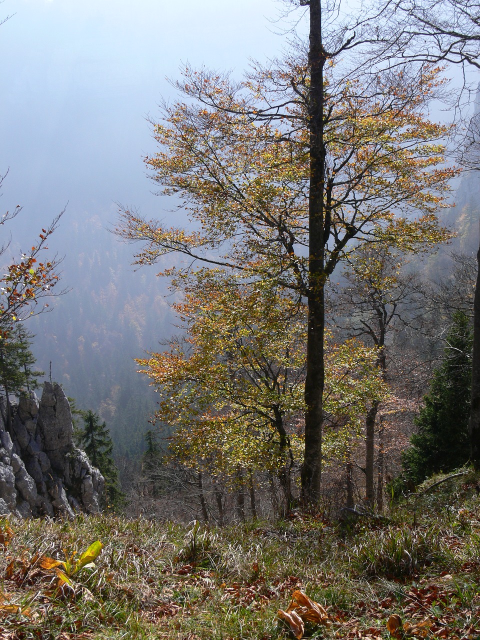 landscape tree fall free photo