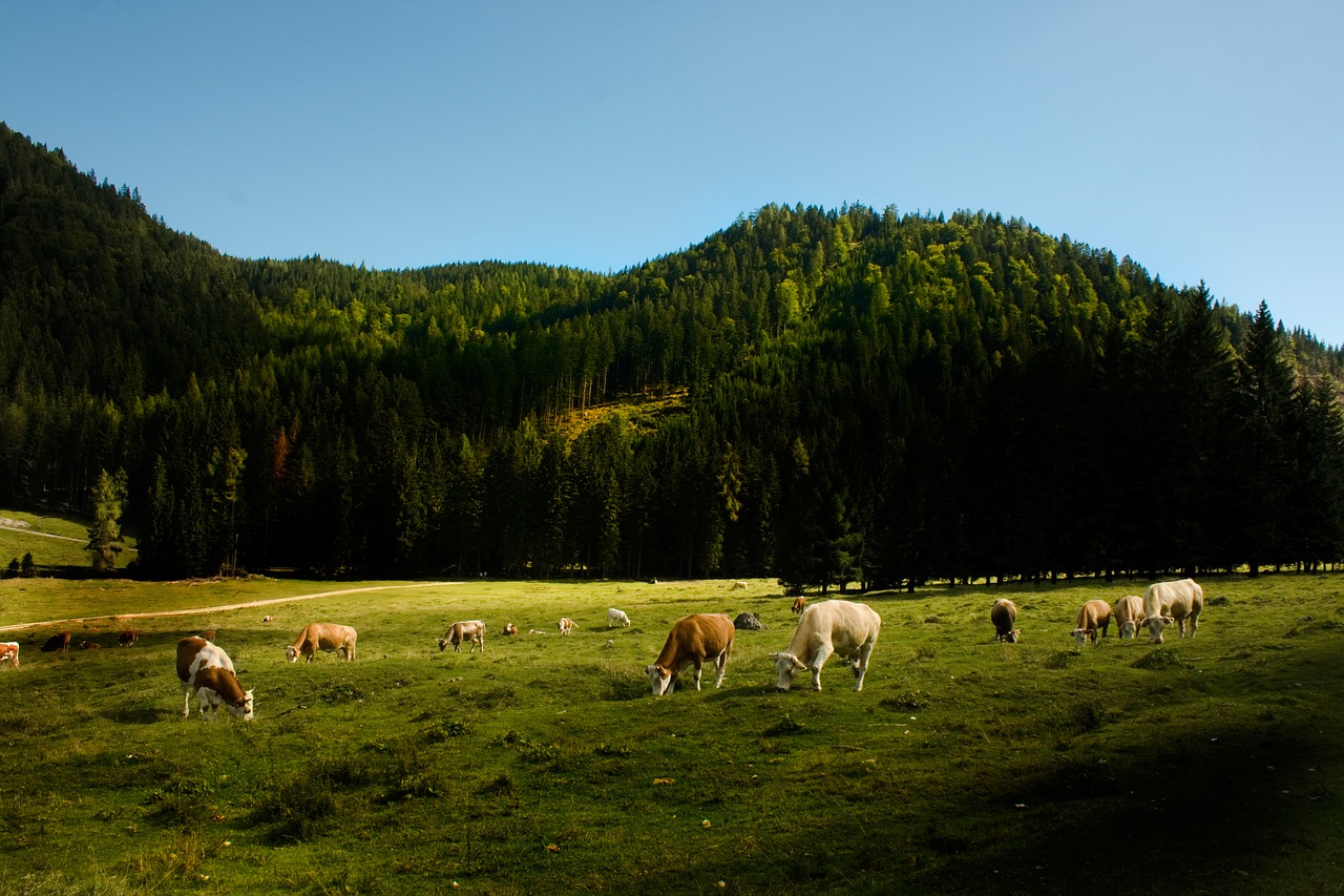 landscape cows agricultural free photo