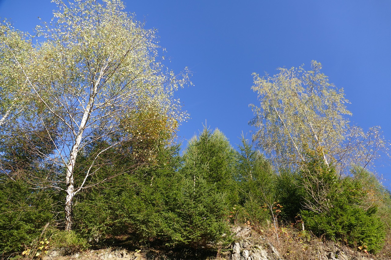 landscape deciduous tree clouds free photo