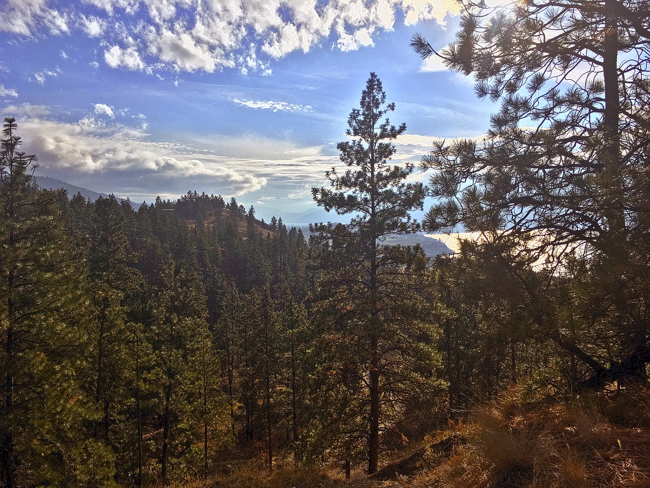 landscape forest trees free photo