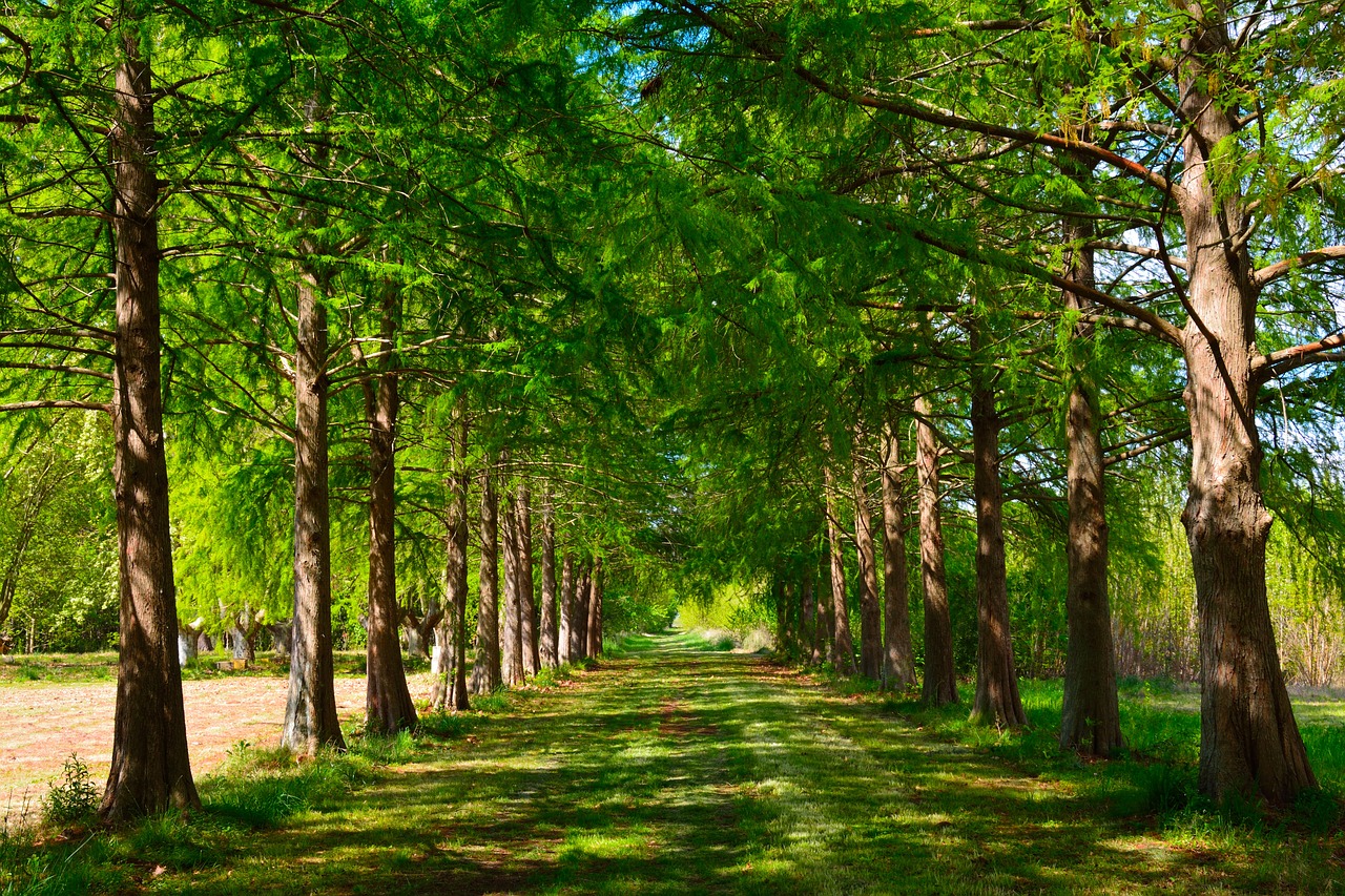 landscape path cypress free photo