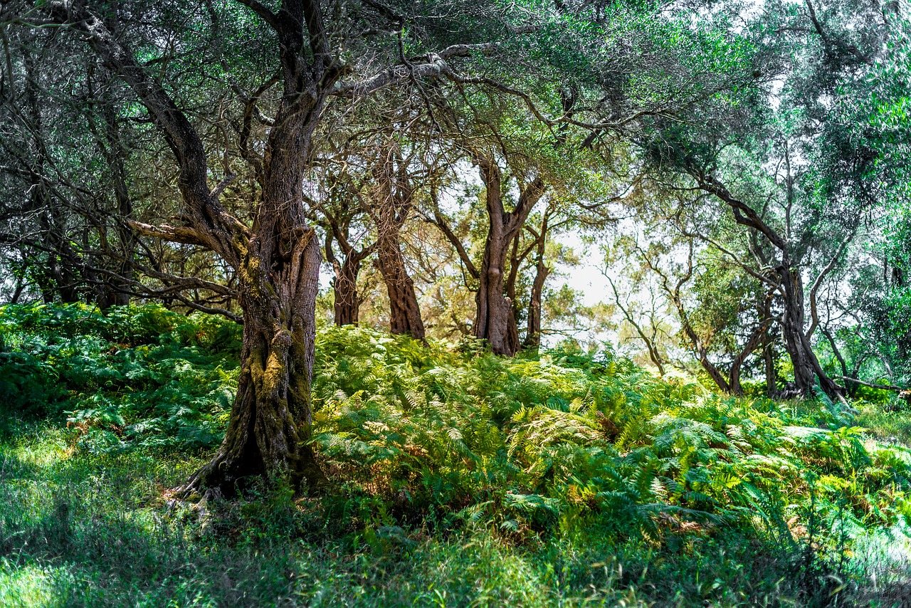 forest trees fern free photo