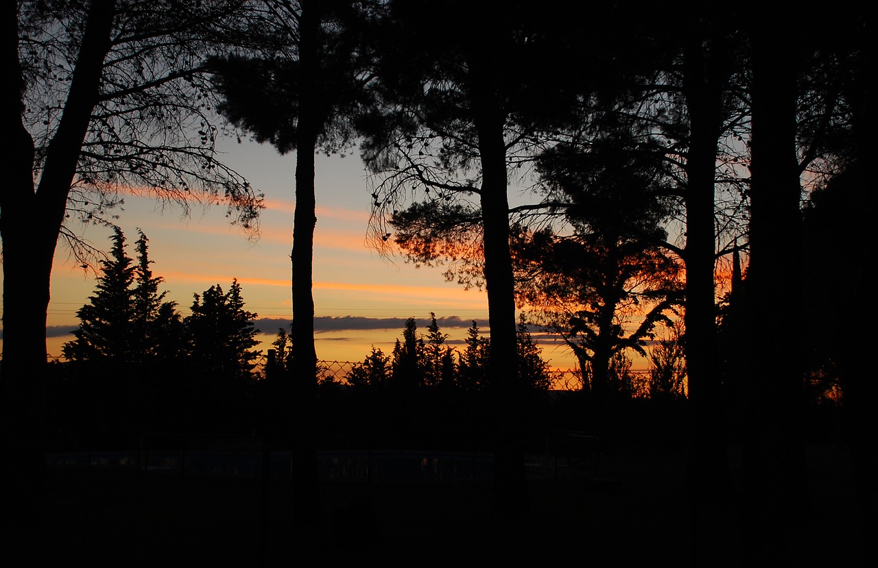 landscape sunset trees free photo