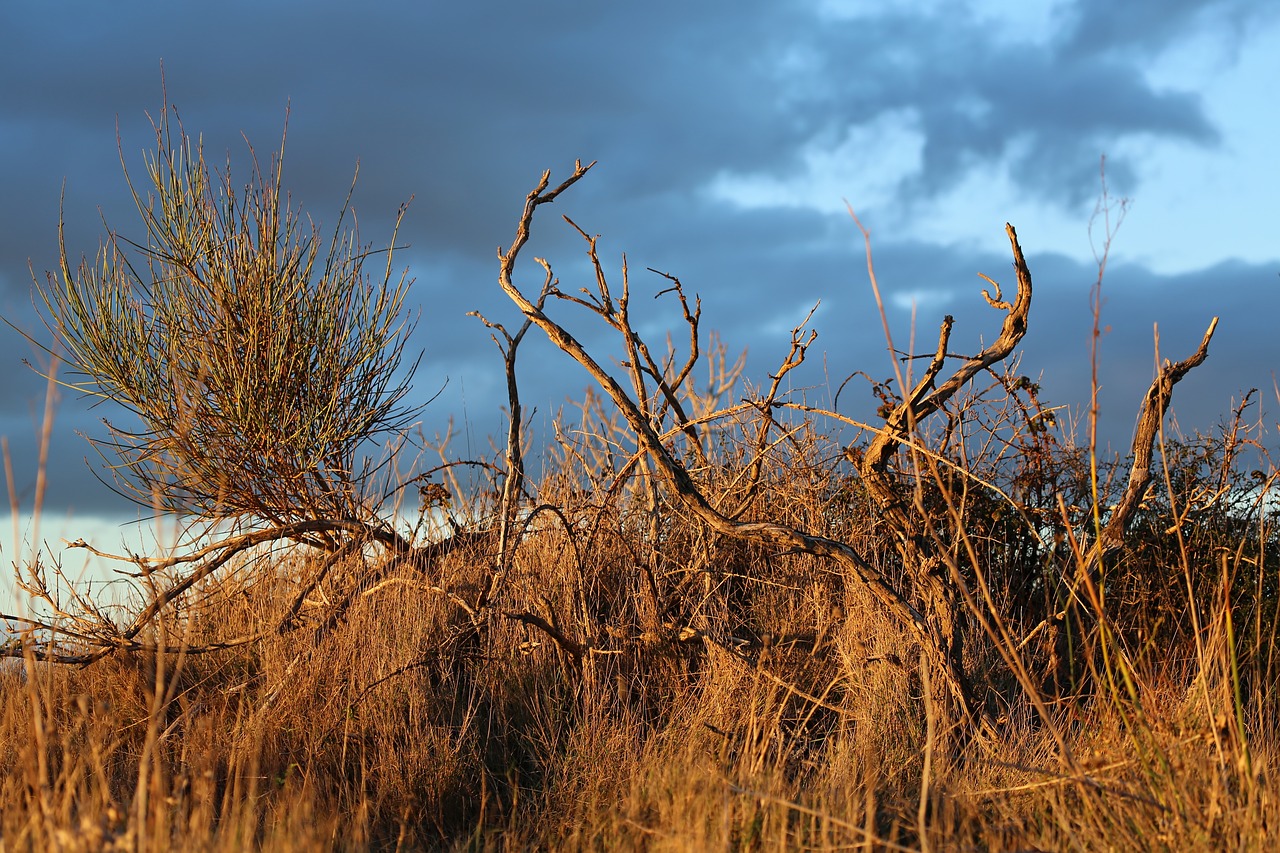 landscape sky trees free photo