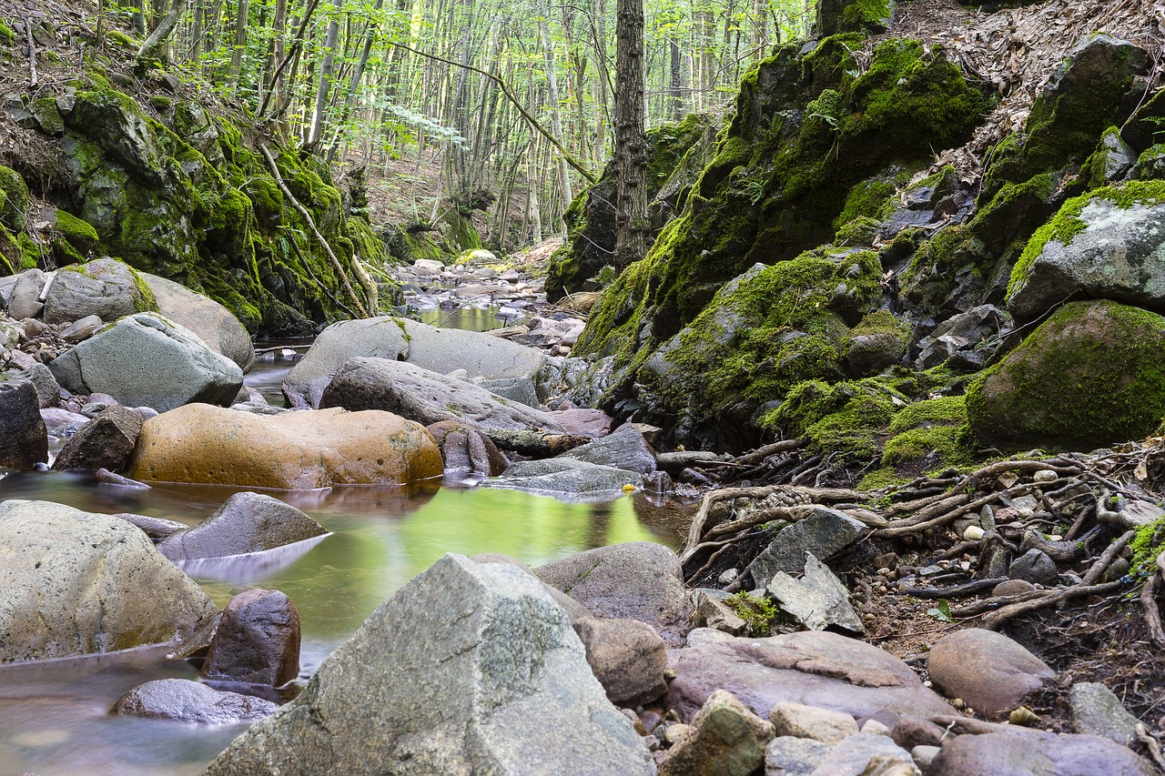 landscape nature forest free photo