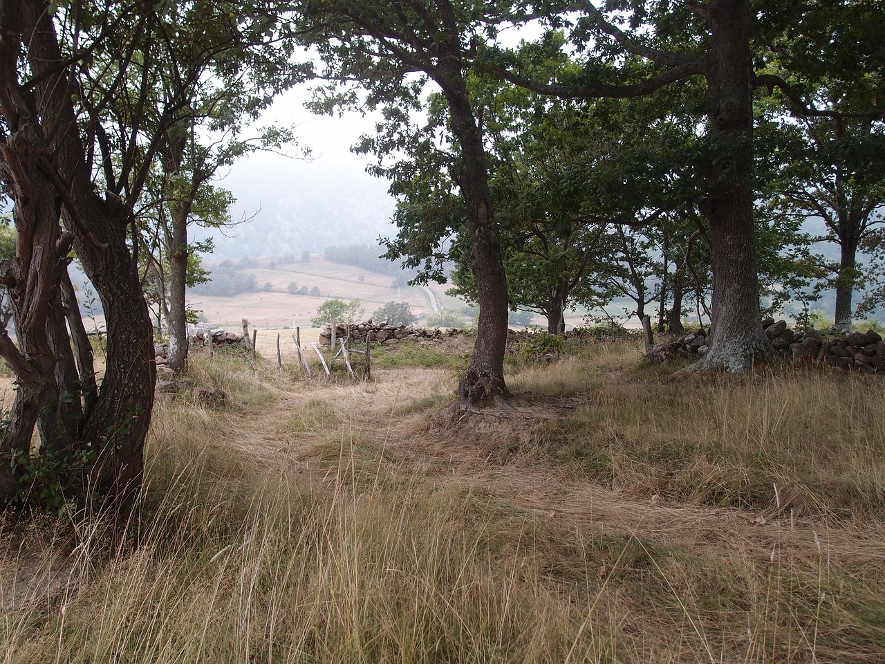 landscape path nature free photo