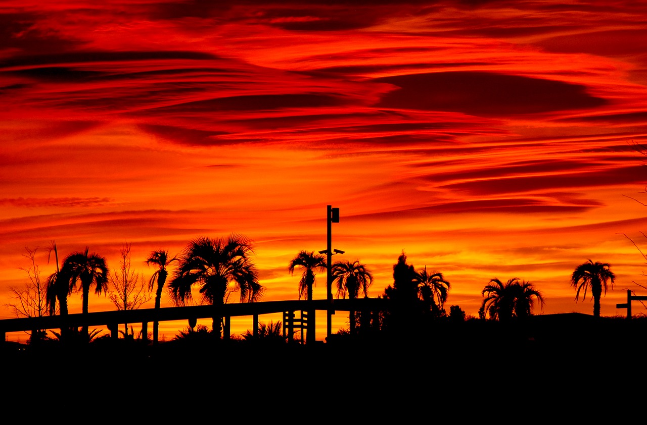 landscape palms fire free photo