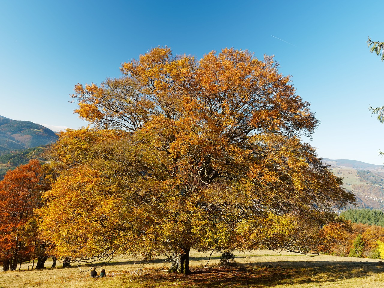 landscape tree fall colors free photo