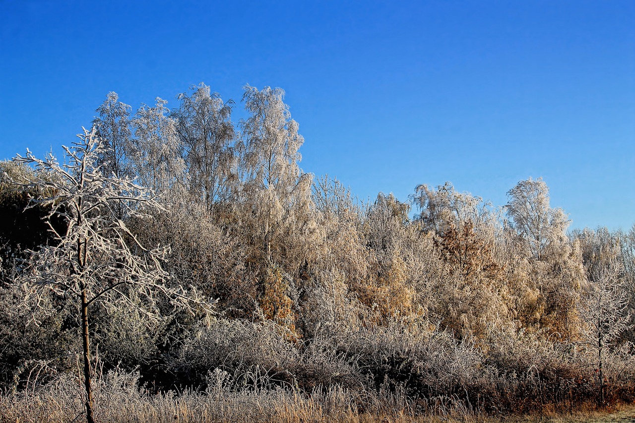 landscape trees frost free photo