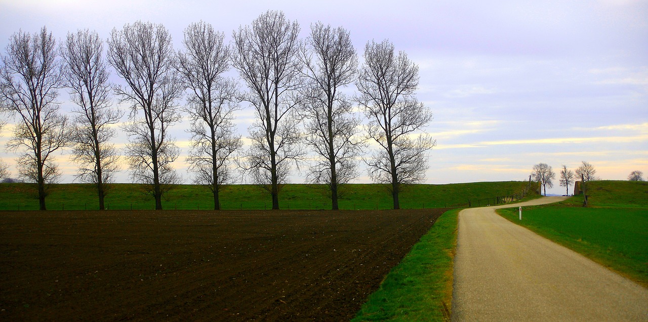 landscape trees field free photo