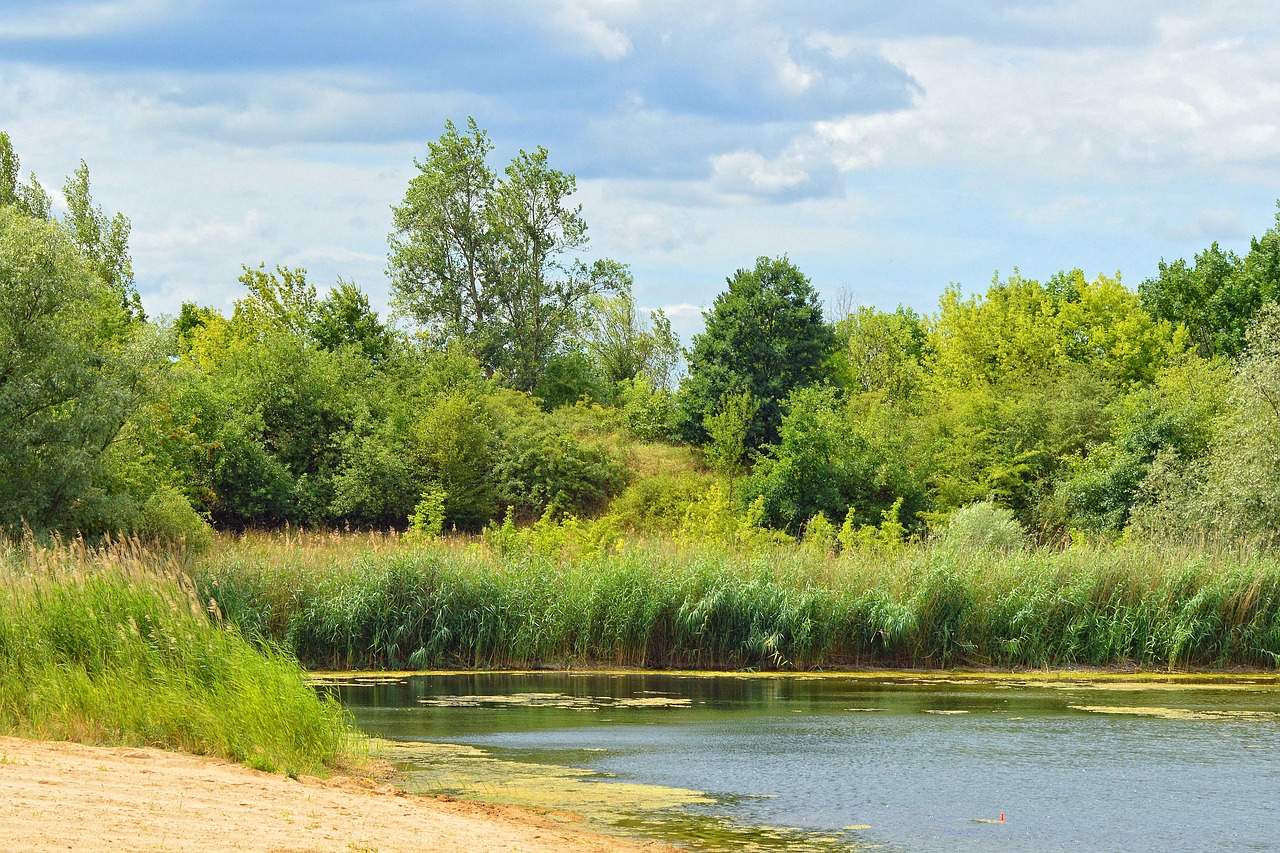 landscape trees lake free photo