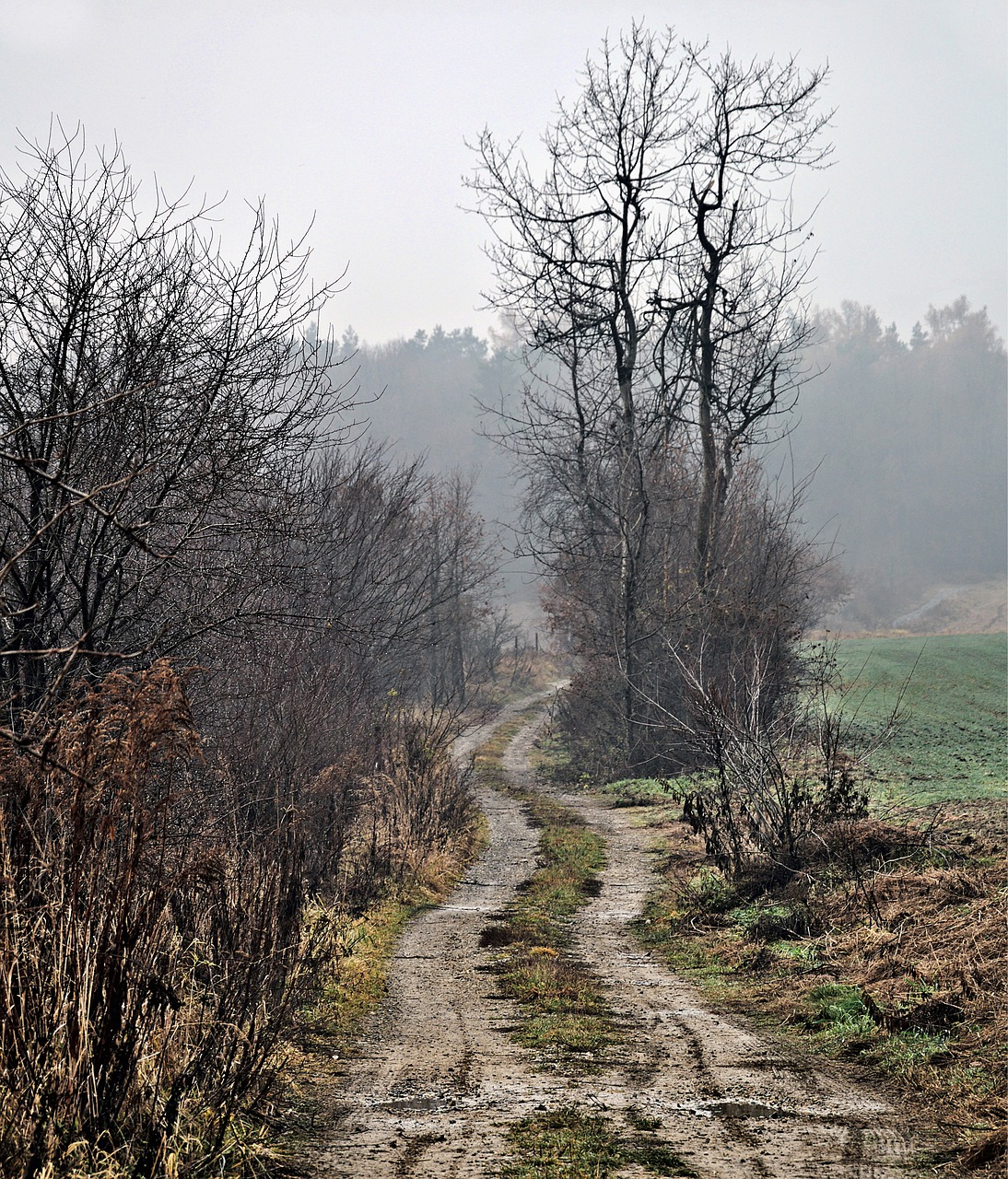 landscape way tree free photo