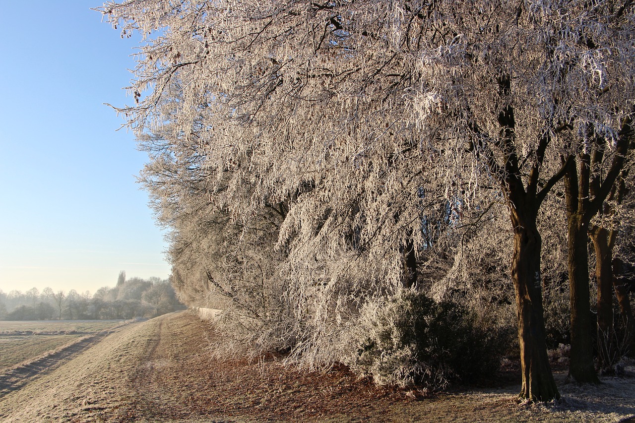 landscape nature winter free photo