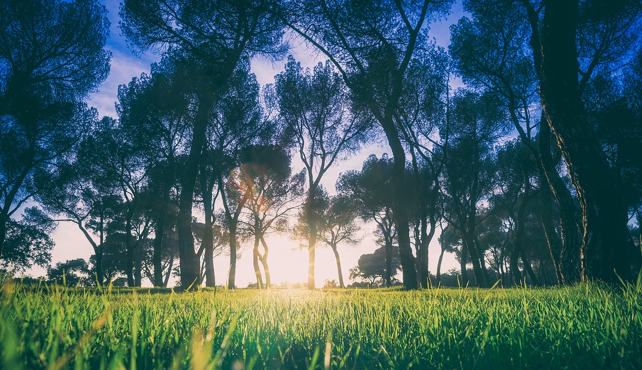 landscape trees grass free photo