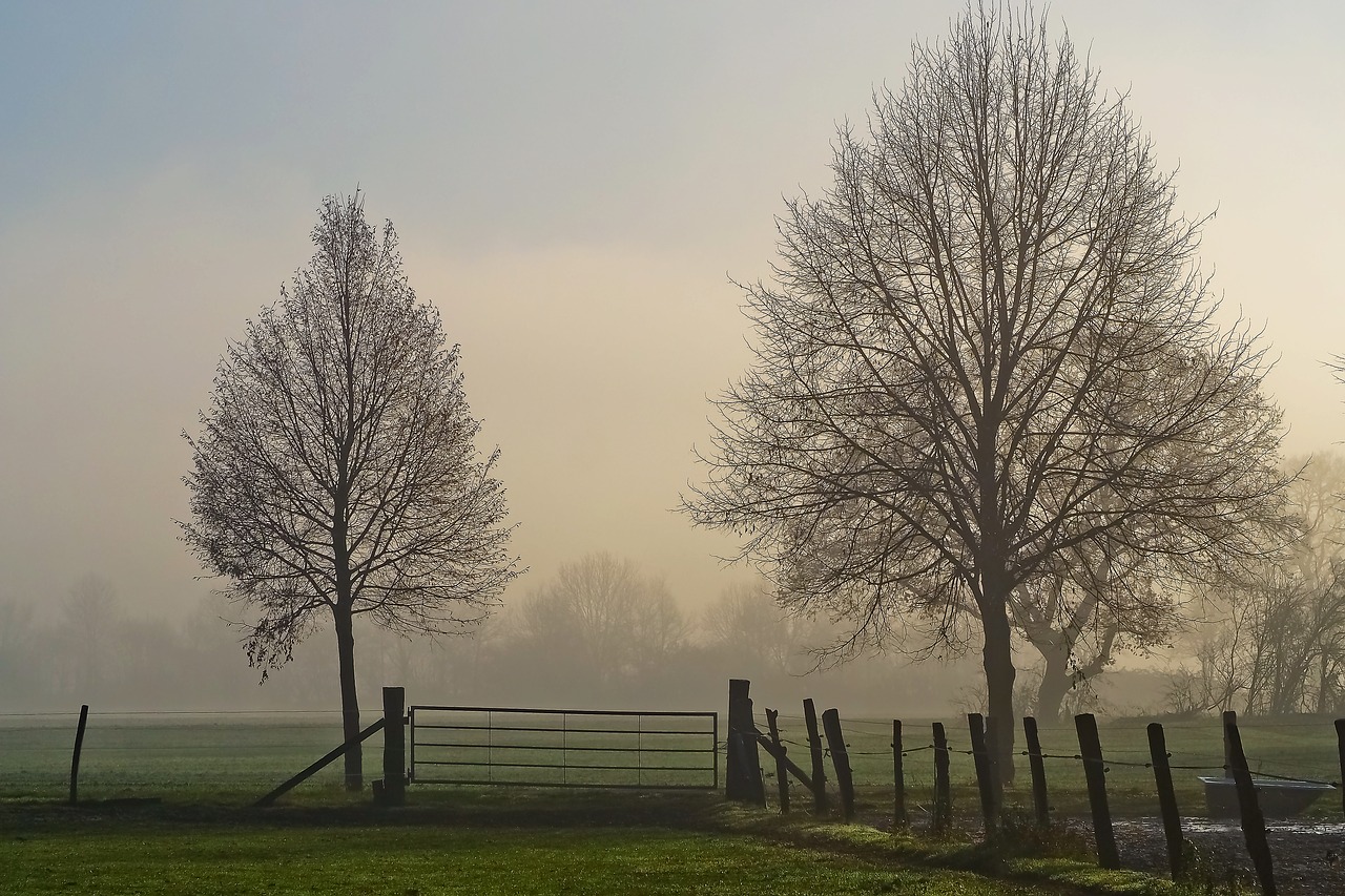 landscape fog nature free photo