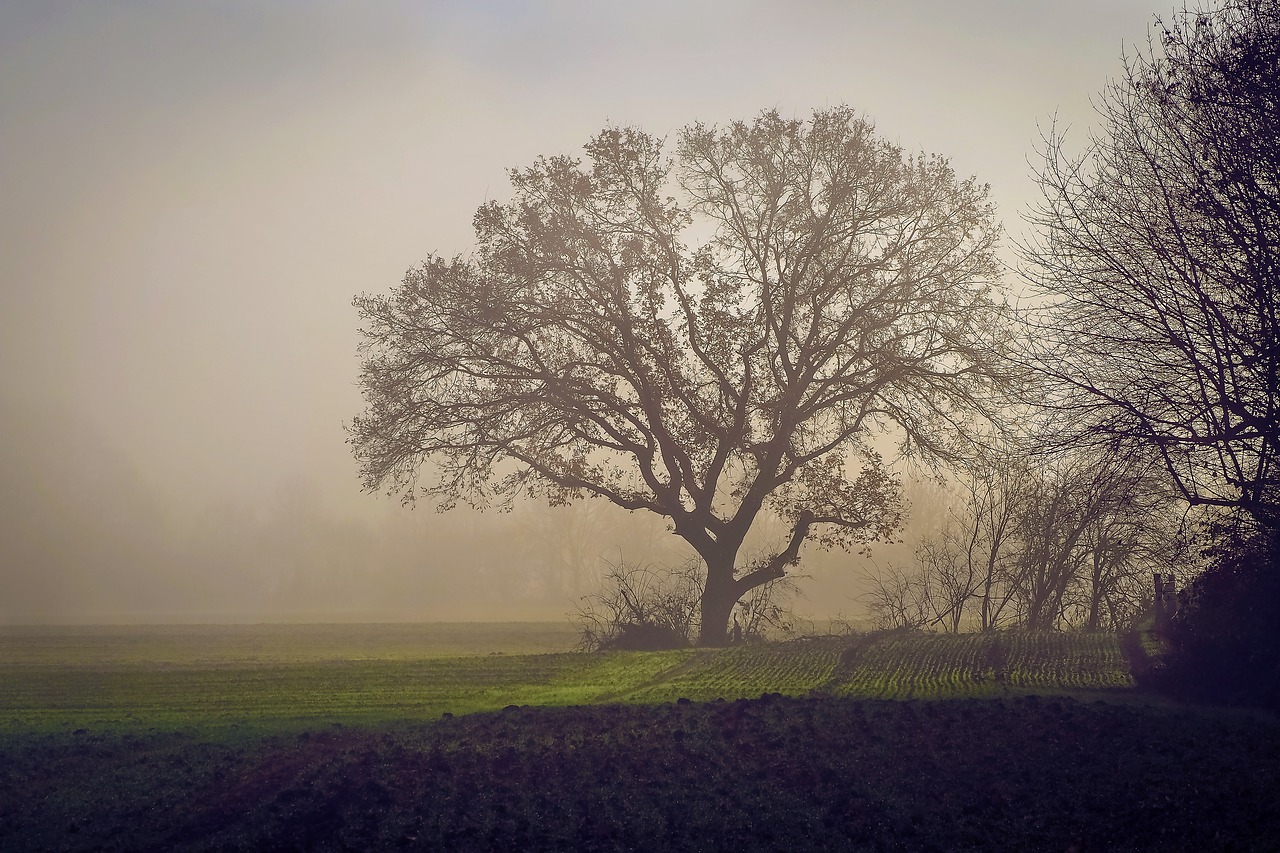 Nature mood. Силуэты деревьев в тумане. Настроение природа серо бежевый. Nebel saying.