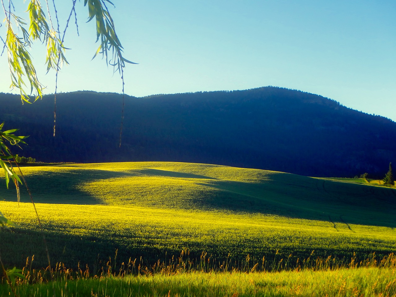 landscape scenic meadow free photo