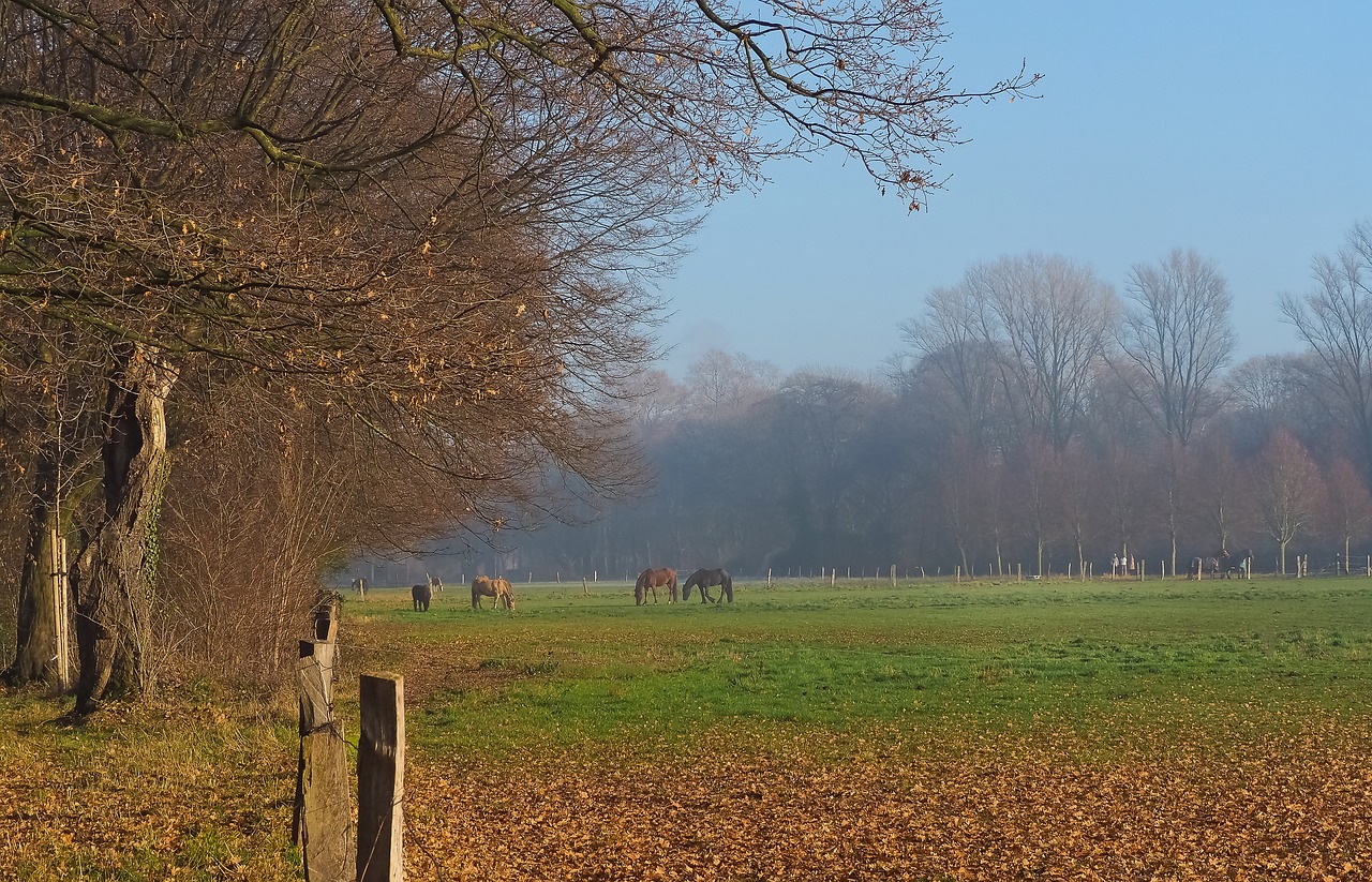 landscape fog nature free photo