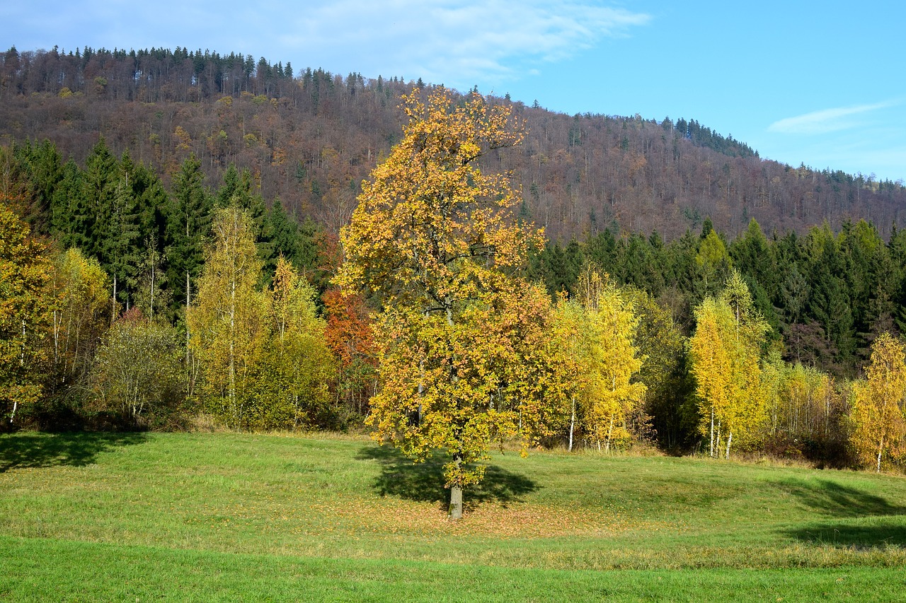 landscape autumn tree free photo