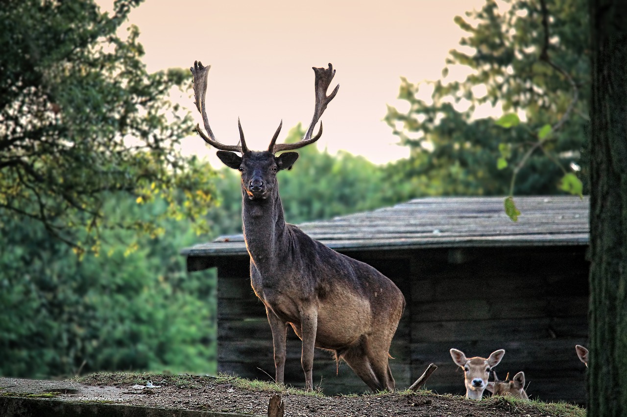 landscape forest log cabin free photo