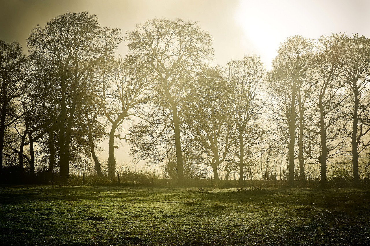 landscape fog nature free photo