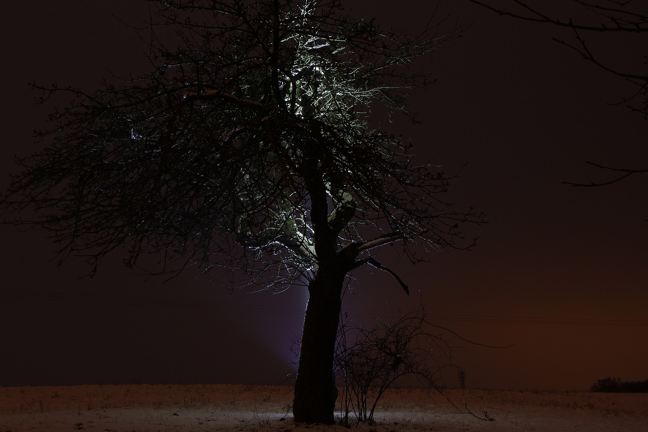 landscape tree winter free photo