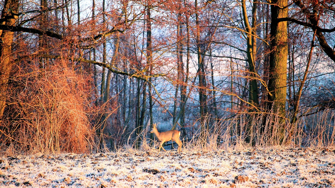 landscape forest trees free photo