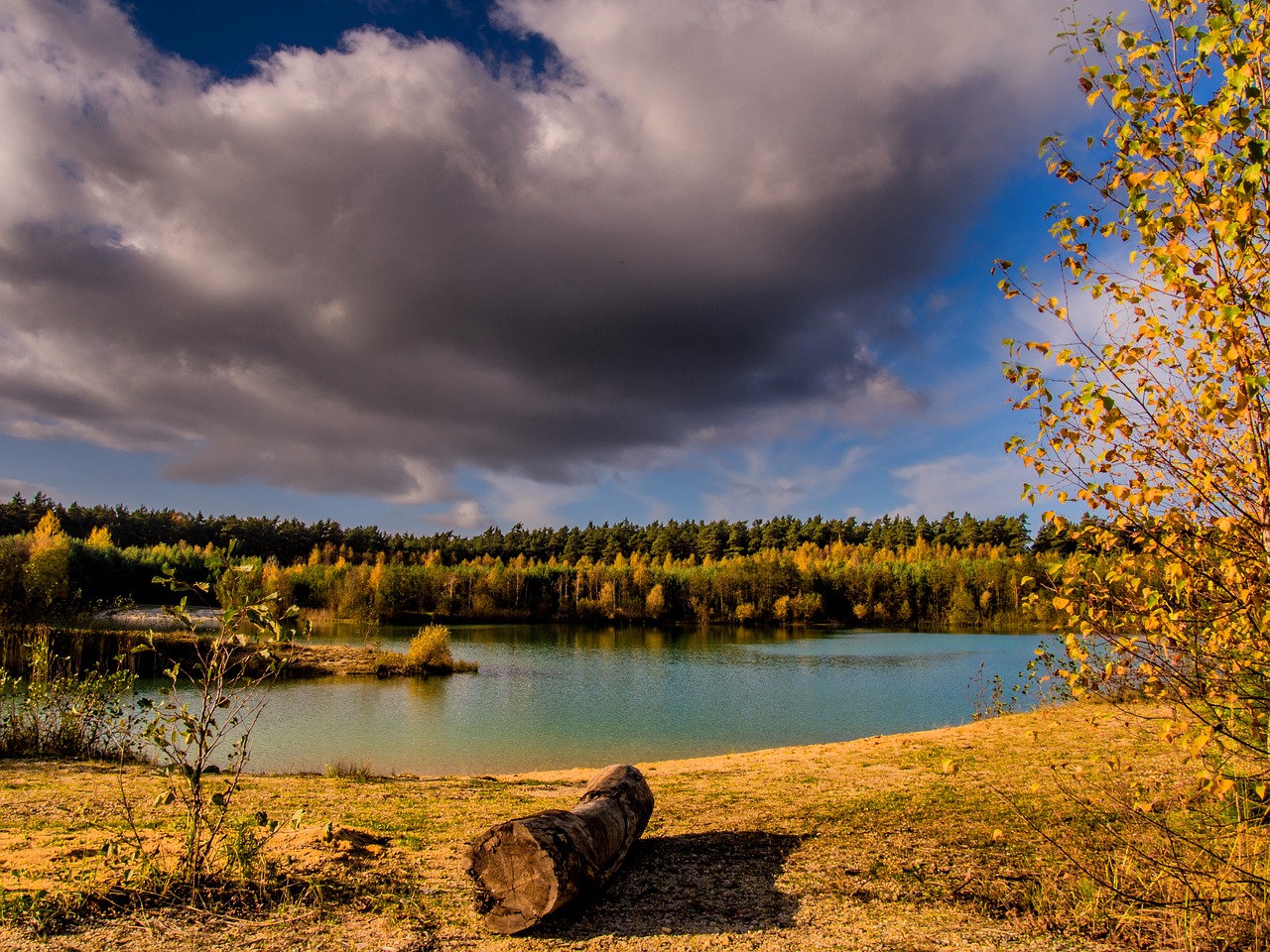 landscape water tree free photo