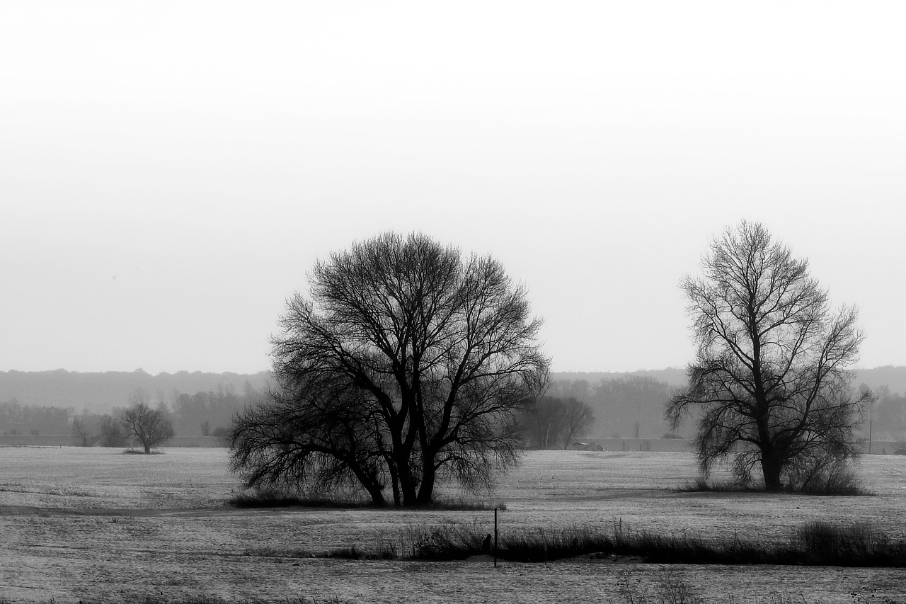 landscape winter trees free photo