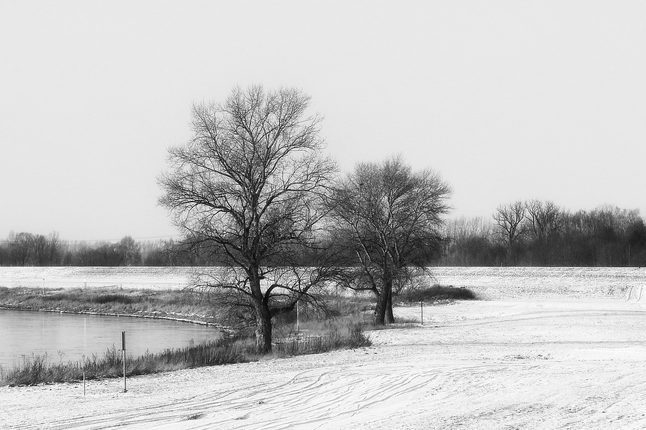 landscape winter trees free photo