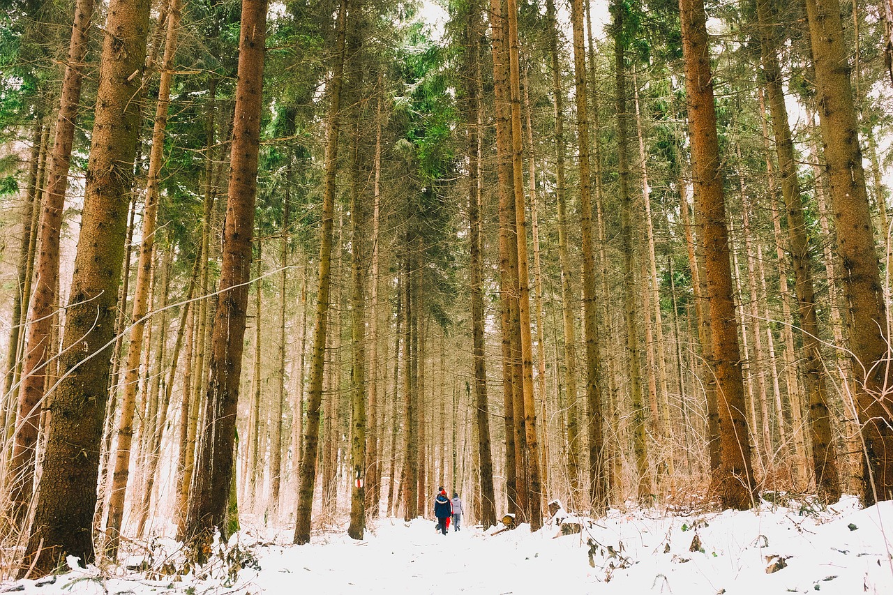 landscape scenic winter free photo