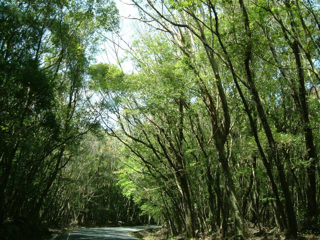 landscape woods forest free photo