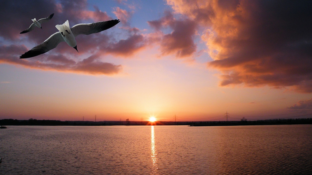 landscape sunset bird free photo