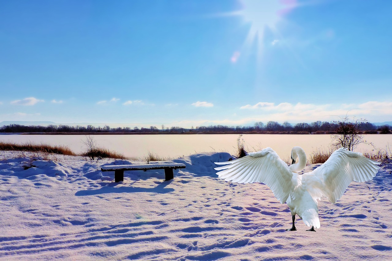 landscape winter lake free photo